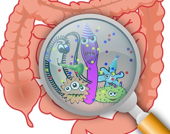 gut-microbiome